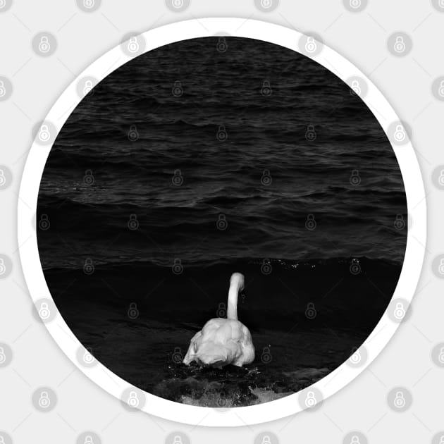 Melancholic Mute Swan Sticker by KaSaPo